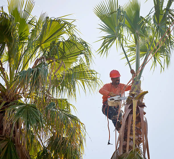 Trusted Montrose, PA Tree Service Experts